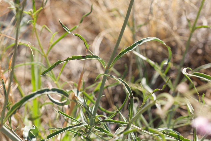 Mirabilis linearis var decipiens1
