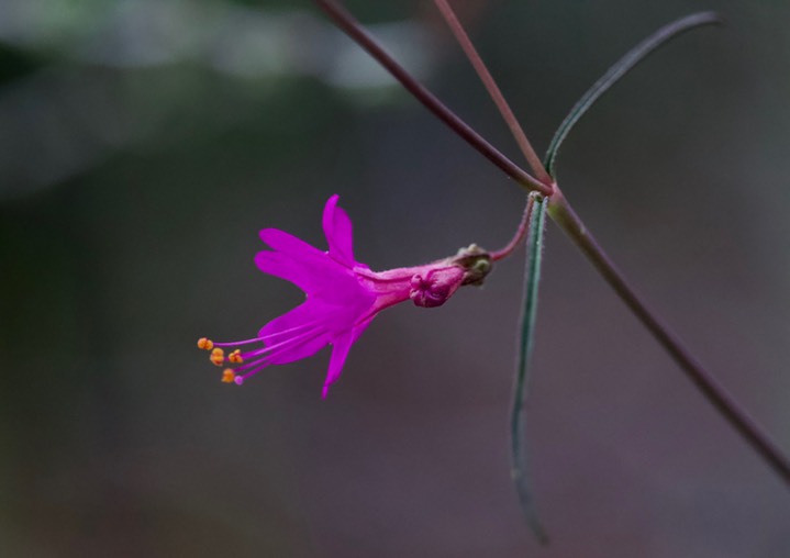 Mirabilis coccinea/Mirabilis linearis