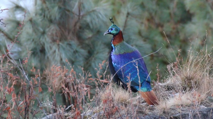 Monal, Himalayan 2