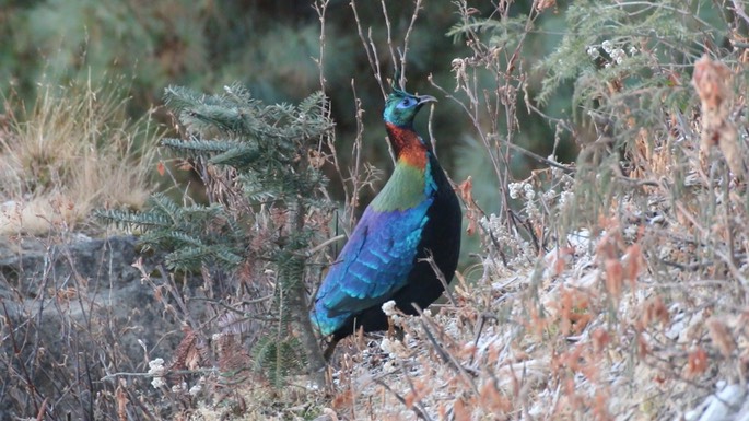 Monal, Himalayan 4