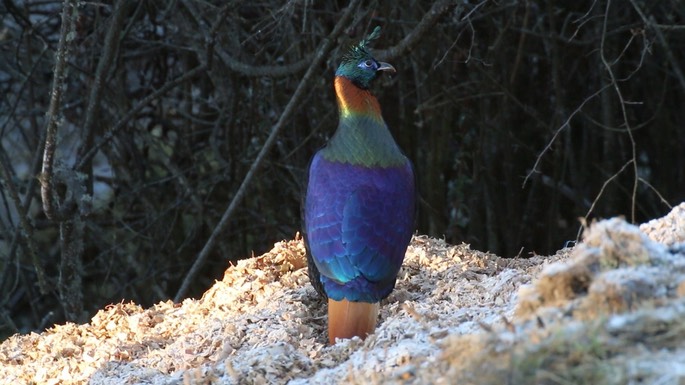 Monal, Himalayan 5