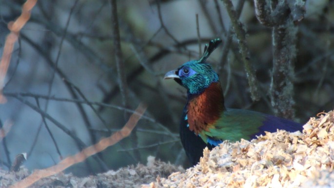 Monal, Himalayan 6