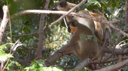 Monkey, Green - Senegal 4