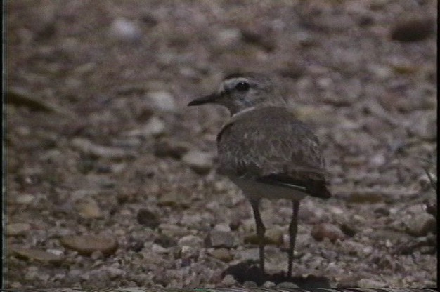 Mountain Plover