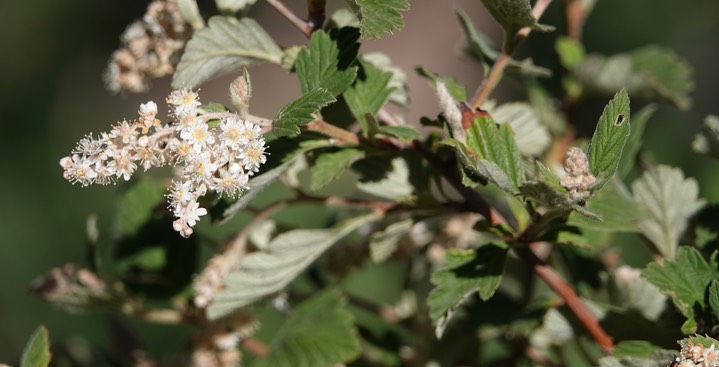 Mountain Spray, Holodiscus dumosus063019c