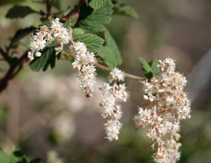 Mountain Spray, Holodiscus dumosus063019b