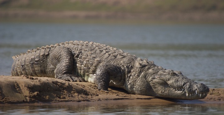 Mugger Crocodile, Crocodylus palustris3b