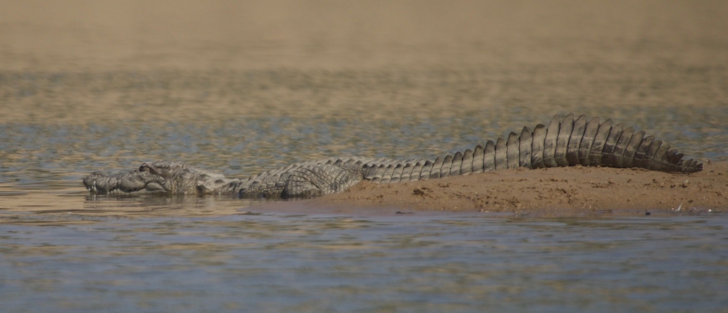 Mugger Crocodile, Crocodylus palustris
