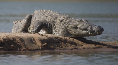 Mugger Crocodile, Crocodylus palustris3a