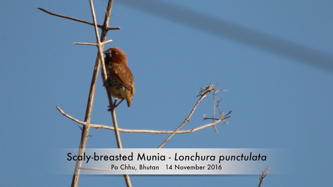 Munia, Scaly-breasted 1