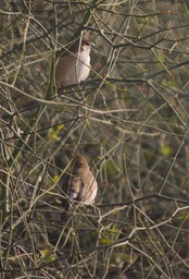 Munia, Scaly-breasted. Lonchura punctulata k2
