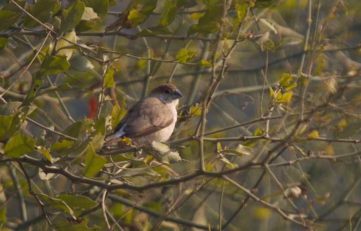 Munia, Scaly-breasted. Lonchura punctulata k1