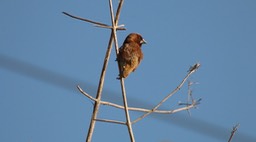 Munia, Scaly-breasted
