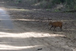 Corbett National Park, India