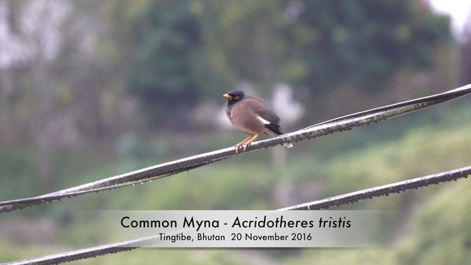 Myna, Common