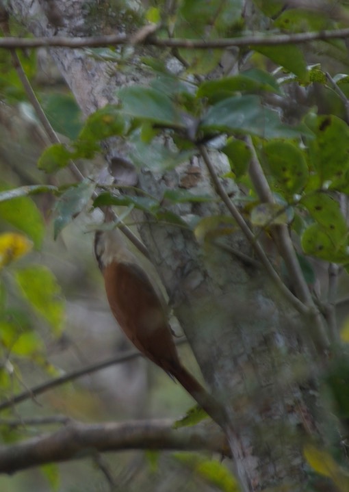 Narrow-billed Woodcreeper, Lepidocolaptes angustirostris