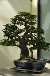 National Bonsai & Penjing Museum - 26