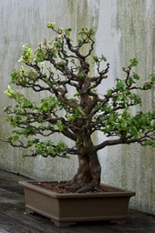 National Bonsai & Penjing Museum7