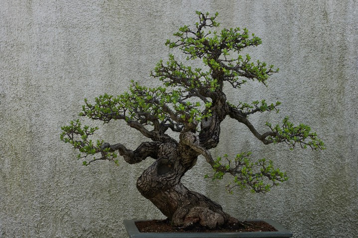 National Bonsai & Penjing Museum9