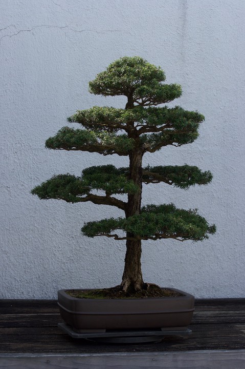 National Bonsai & Penjing Museum