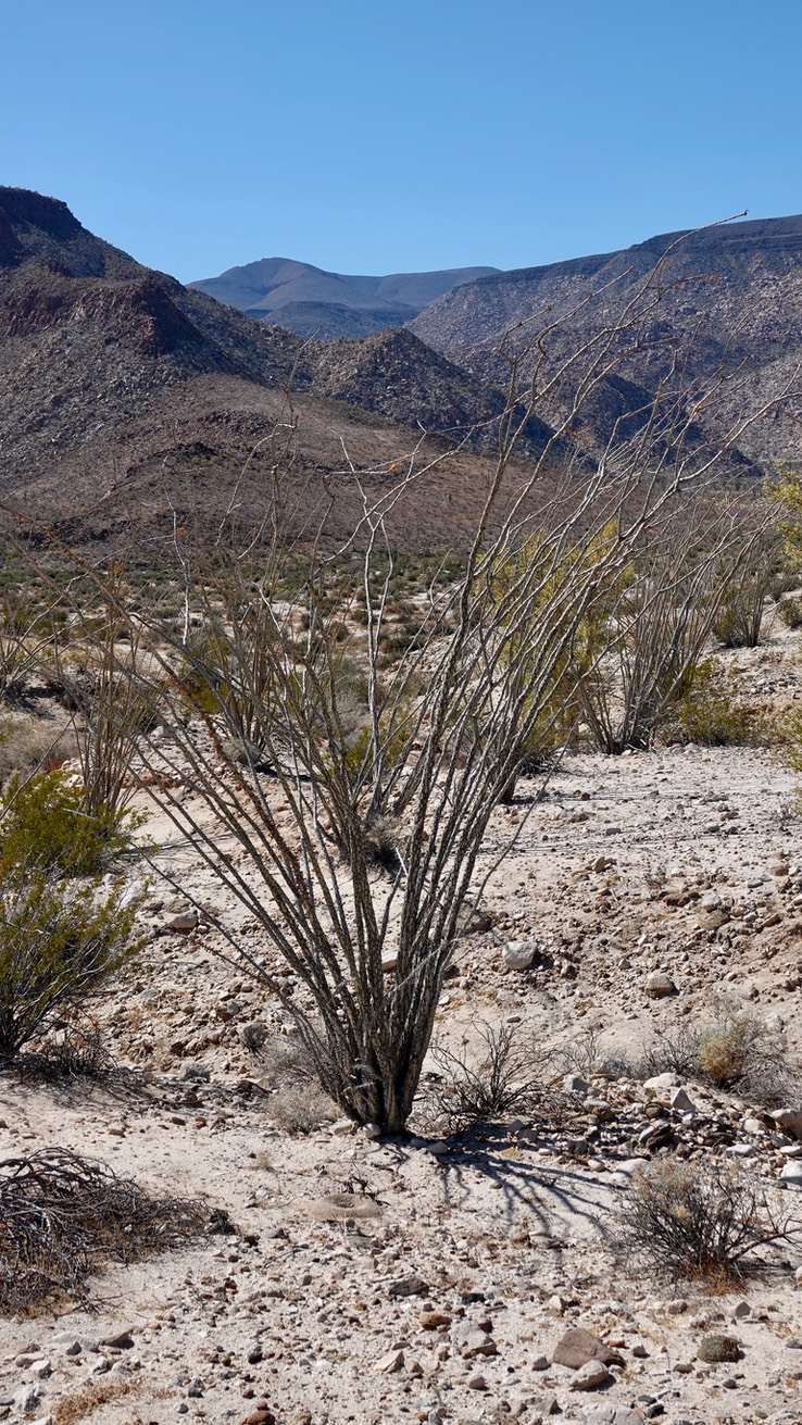 Near Bahia de los Angeles, Baja California, Fouquieria splendens, Ocotillo