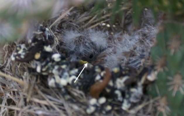 nestling in cane cholla