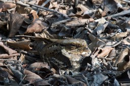 Nightjar, Large-tailed Caprimulgus macrurus