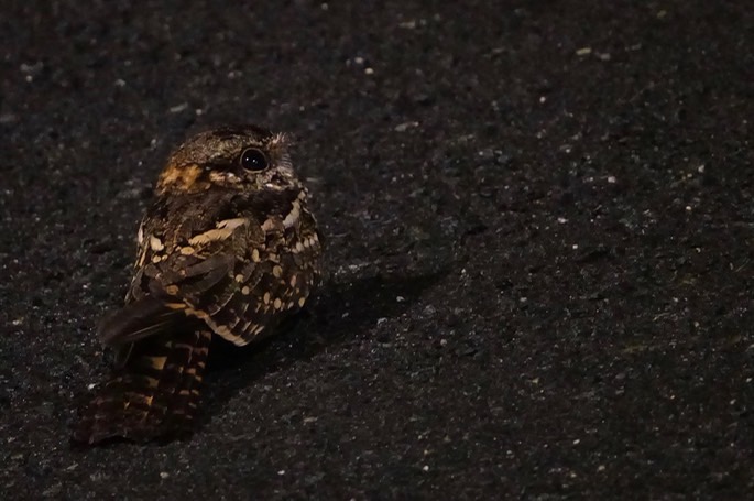nightjar-rufous-necked1_med