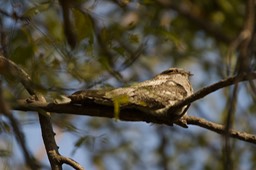 Nightjar, Sykes's. Caprimulgus mahrattensis