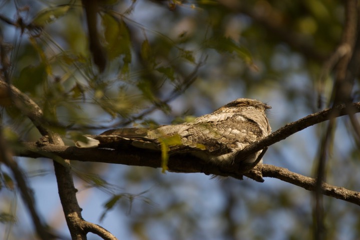Nightjar, Sykes's. Caprimulgus mahrattensis k2