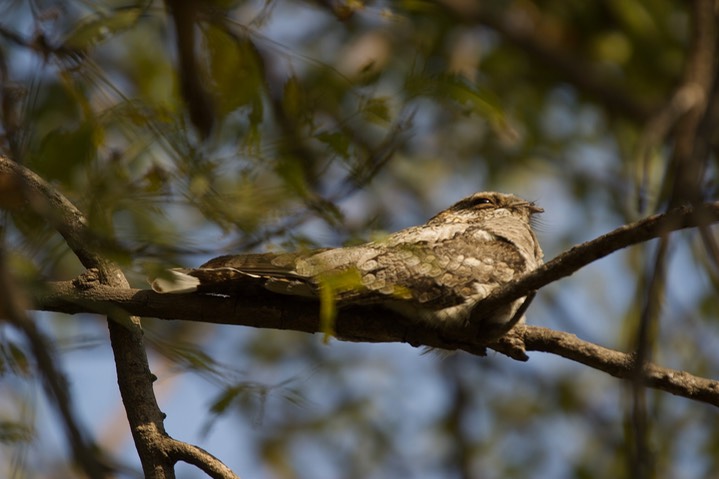 Nightjar, Sykes's. Caprimulgus mahrattensis
