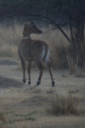 Nilgai, Boselaphus tragocamelus k2