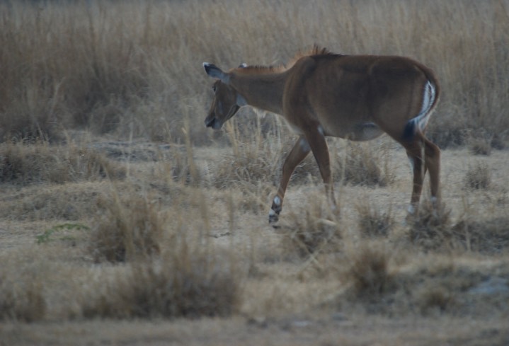 Nilgai, Boselaphus tragocamelus