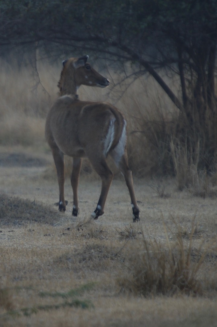Nilgai, Boselaphus tragocamelus k2