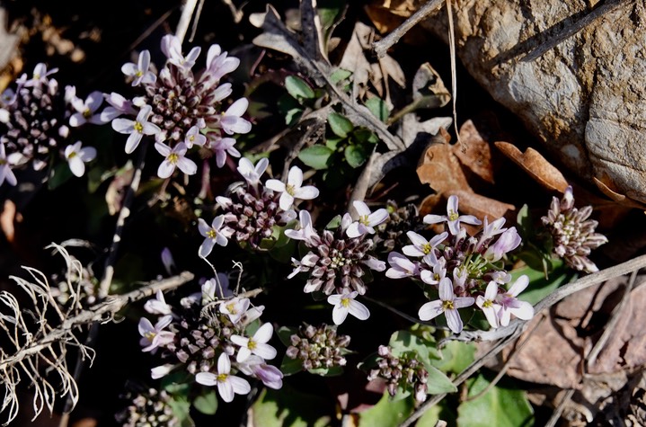 Noccaea fendleri subsp. glauca  Wild Candytuft 12