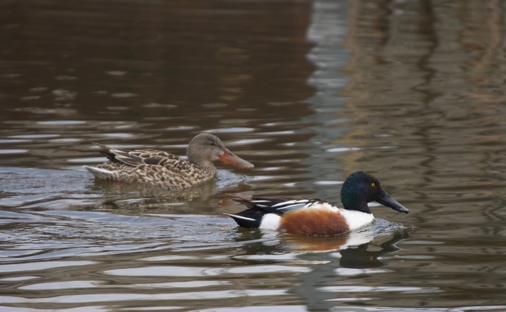 Northern Shoveler, Anas clypeata4