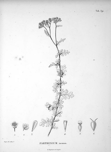 Nova Genera es Species Plantarum