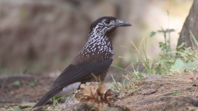 Nutcracker, Spotted 1