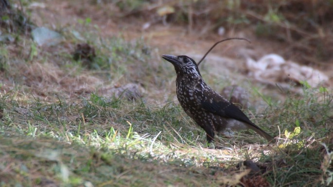Nutcracker, Spotted 2