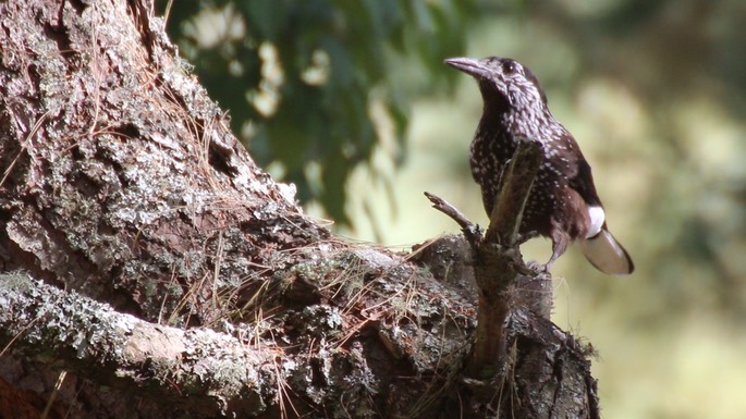 Nutcracker, Spotted 3
