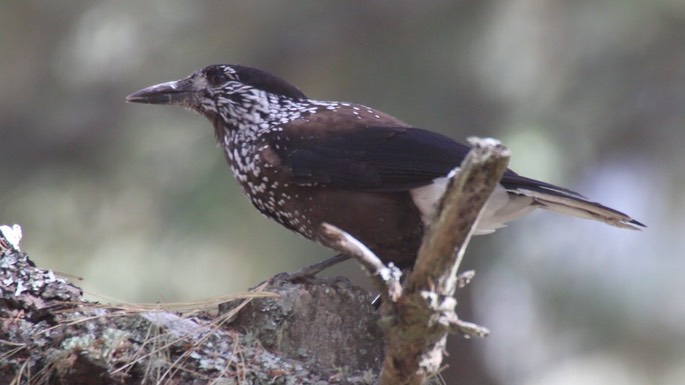 Nutcracker, Spotted 4