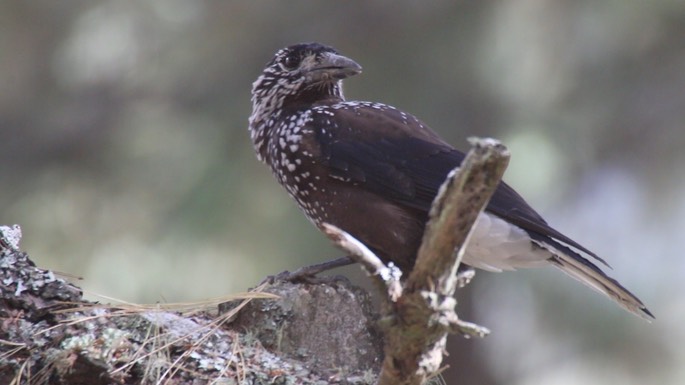 Nutcracker, Spotted 5