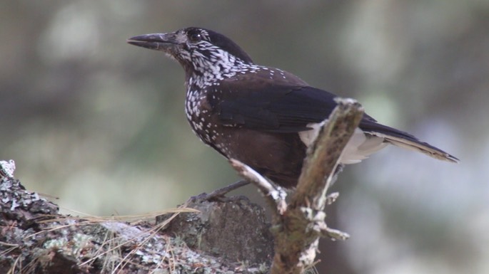Nutcracker, Spotted 6