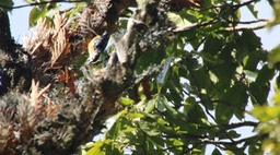 Nuthatch, Beautiful