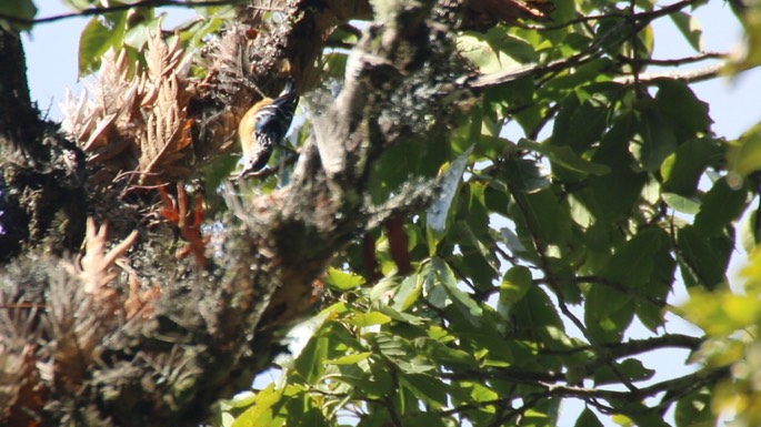 Nuthatch, Beautiful