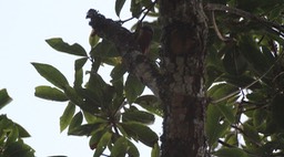Nuthatch, Chestnut-bellied 1