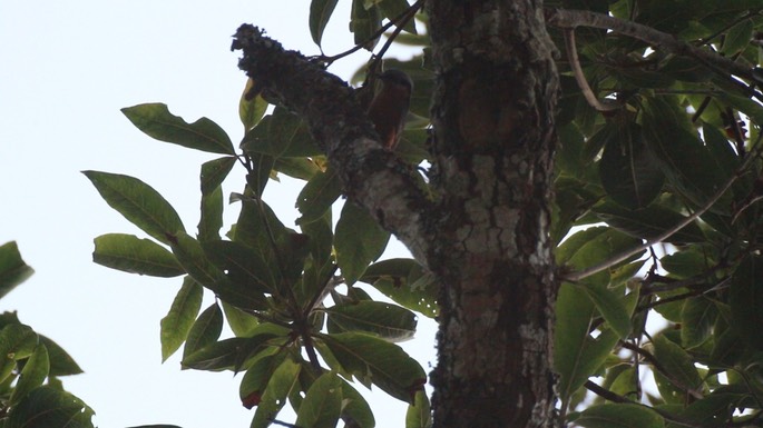 Nuthatch, Chestnut-bellied 1