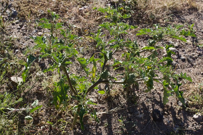 Oak Leaf Thorn Apple, Datura quercifolia  4