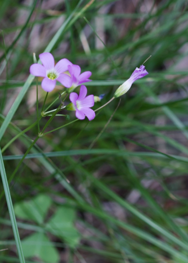 Oaxlis metcalfei, Alpine Woodsorrel2