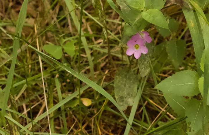 Oaxlis metcalfei, Alpine Woodsorrel1
